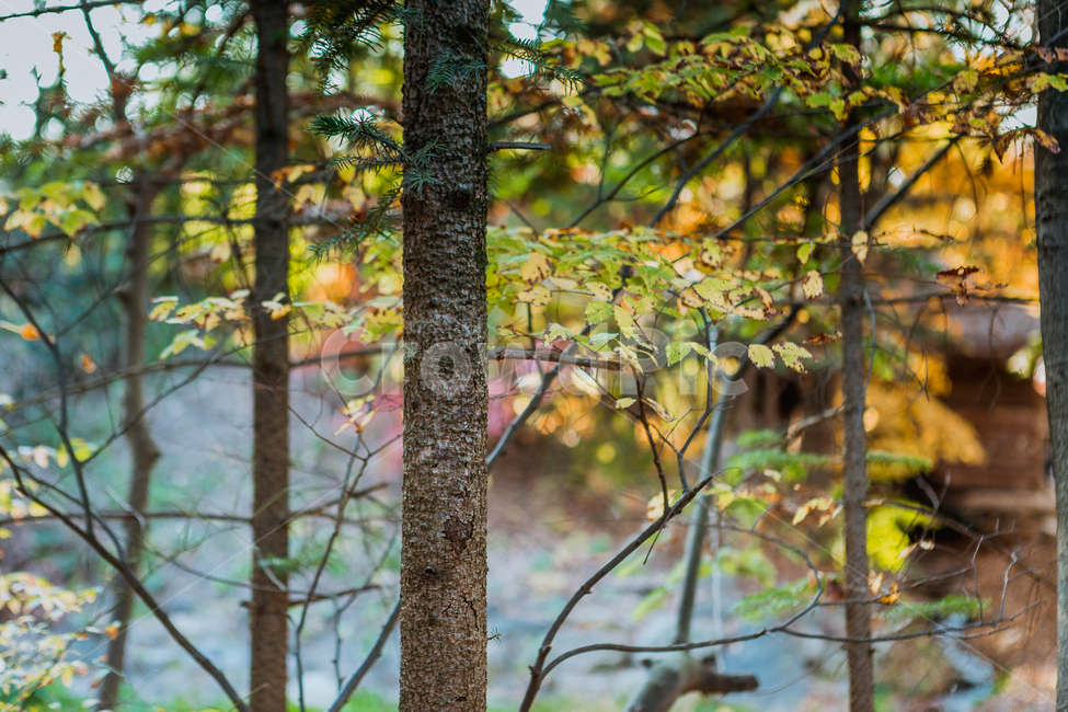 가을,숲,나무,감성,산,가을,계절,fall,autumn,season,식물,자연,plants,nature,나무,trees,wood,tree,plant,tree trunk,나무 줄기