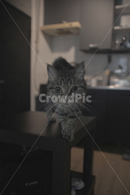 고양이,코숏,귀여운,가정묘,눈,집,예쁜