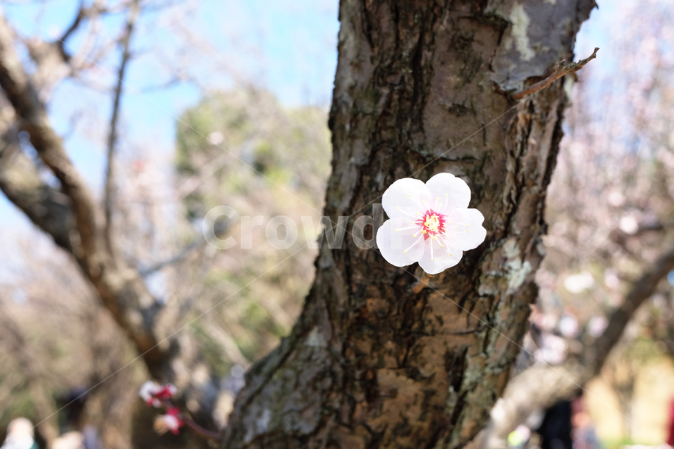 plant,식물,매화,매실나무,매화나무,梅花,꽃