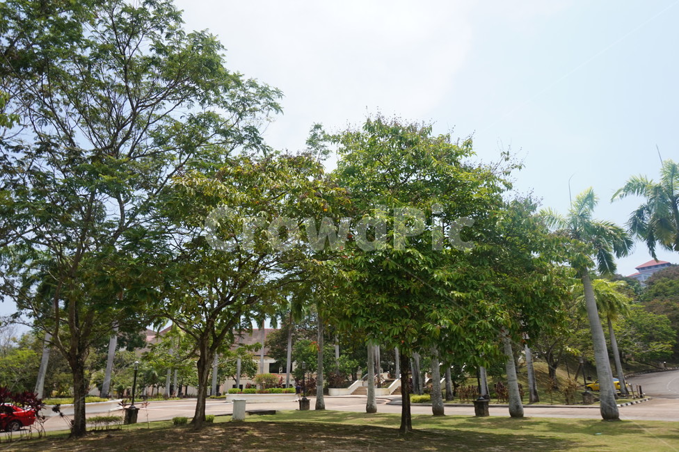 코타키나발루,말레이시아,여름,하늘,풍경,건물,색감,summer,kotakinabalu,landscape,building,green,자연,nature,낮,나무,tree