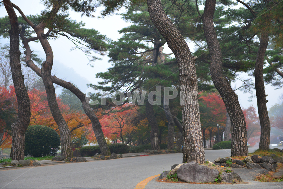 전남,장성,백양사,백양사가을,추색,가을,단풍,단풍잎,계절,treetrunk,나무줄기,nature,자연,outdoors,scenery,풍경,landscape,경치,plant,식물,leaf,잎,tree,나무,maple,소나무,가을,계절,fall,autumn,season,자연,풍경,nature,landscape
