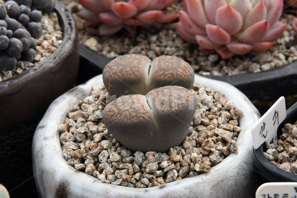 다육이,다육,다육식물,화분,식물,화초,배경,자연,plants,취미,그린,환경,키우기,아름다운,화려한,생명,생활,background,식물,자연,plants,nature