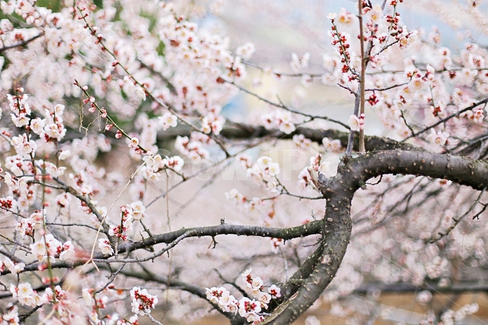 매화마을,매화꽃,매화,매화축제,하동,hadong,flower,꽃,봄,계절,spring,season,식물,자연,plants,nature,꽃,flower,plant,blossom