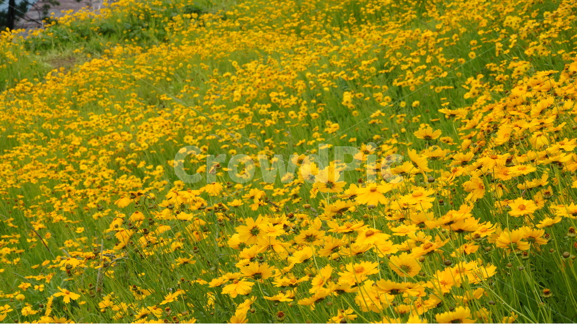 금계국,금계국꽃,꽃,꽃사진,식물,식물,자연,plants,nature,꽃,flower