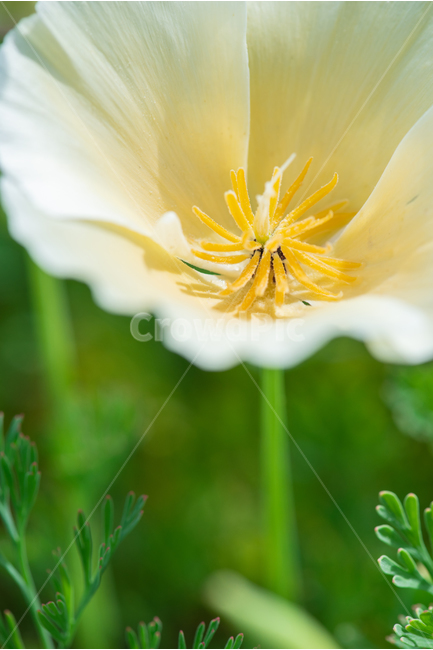 캘리포니아양귀비,californiapoppyflower,꽃,flower,양귀비,5월,may,초여름,summer,노란꽃,yellowflower,식물,자연,plants,nature,꽃,flower