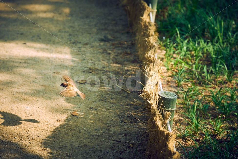 참새,날다,비행,순간포착,오후,햇빛,따스함,경복궁,동물,animal,조류,새,birds
