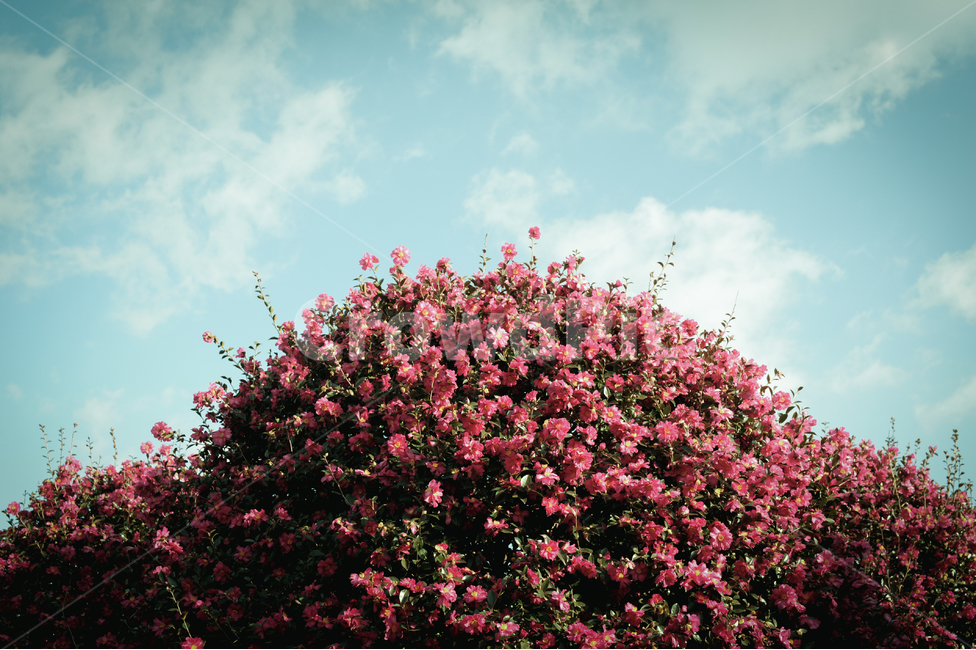 plant,식물,자연,동백,하늘,구름,식물,자연,plants,nature,꽃,flower