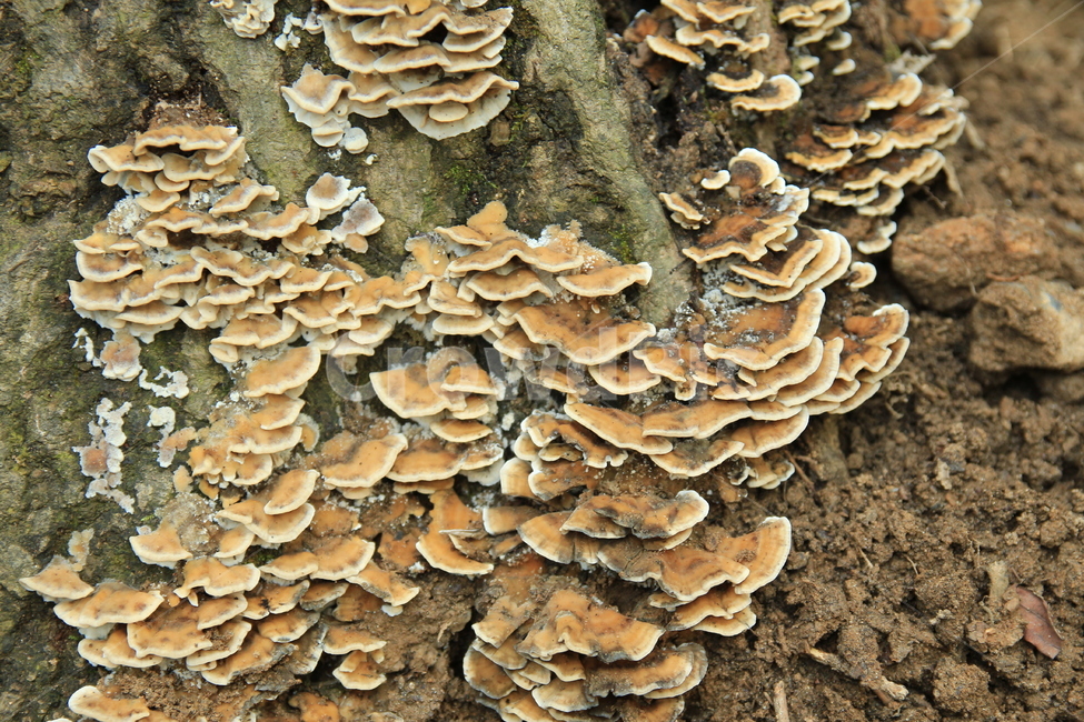 버섯,산버섯,곰팡이,산속,그루터기,썩은나무,버섯,mushroom