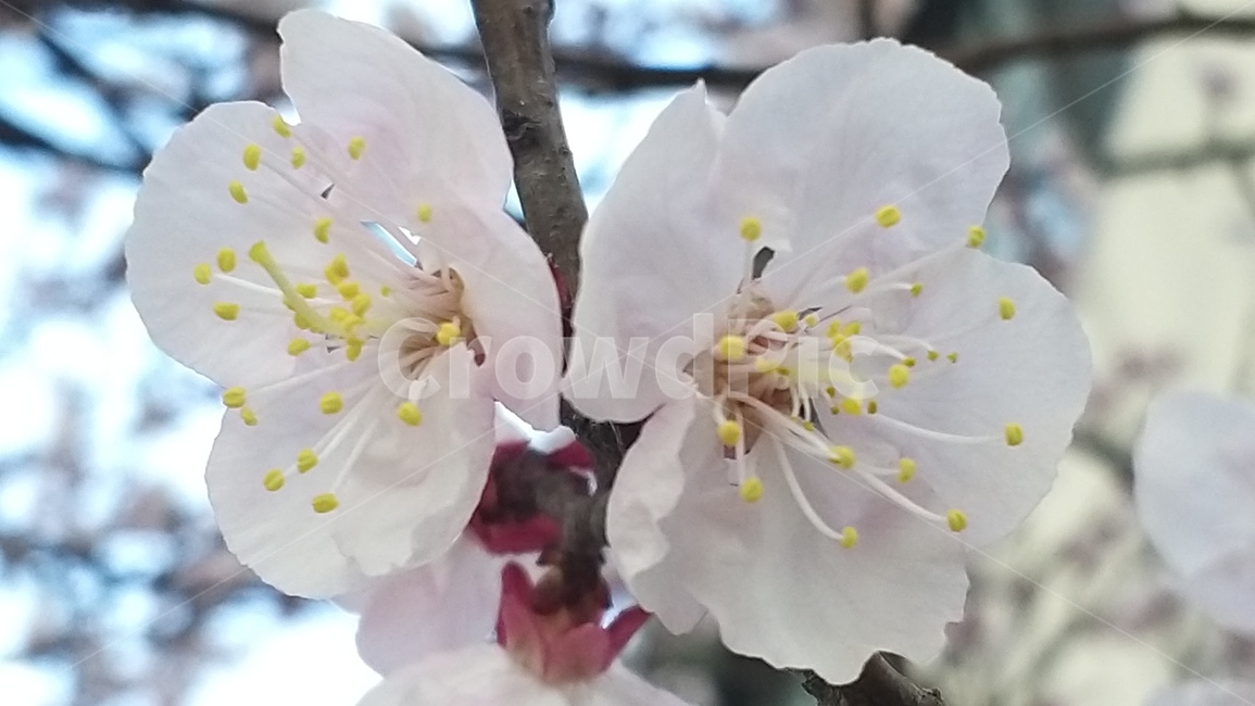 꽃,봄소식,봄꽃,예쁜꽃,plant,식물,살구꽃,살구,spring,풍경,색상,색채,색감,꽃사진,감성사진,자연,계절,봄