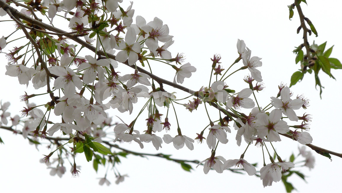 벗꽃,봄,식물,나무,자연,아름다움,단아,봄,계절,spring,season,식물,자연,plants,nature,꽃,flower,plant,blossom