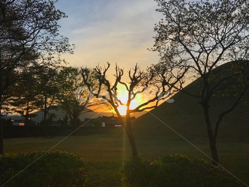 sunset,노을,나무,하늘,초록