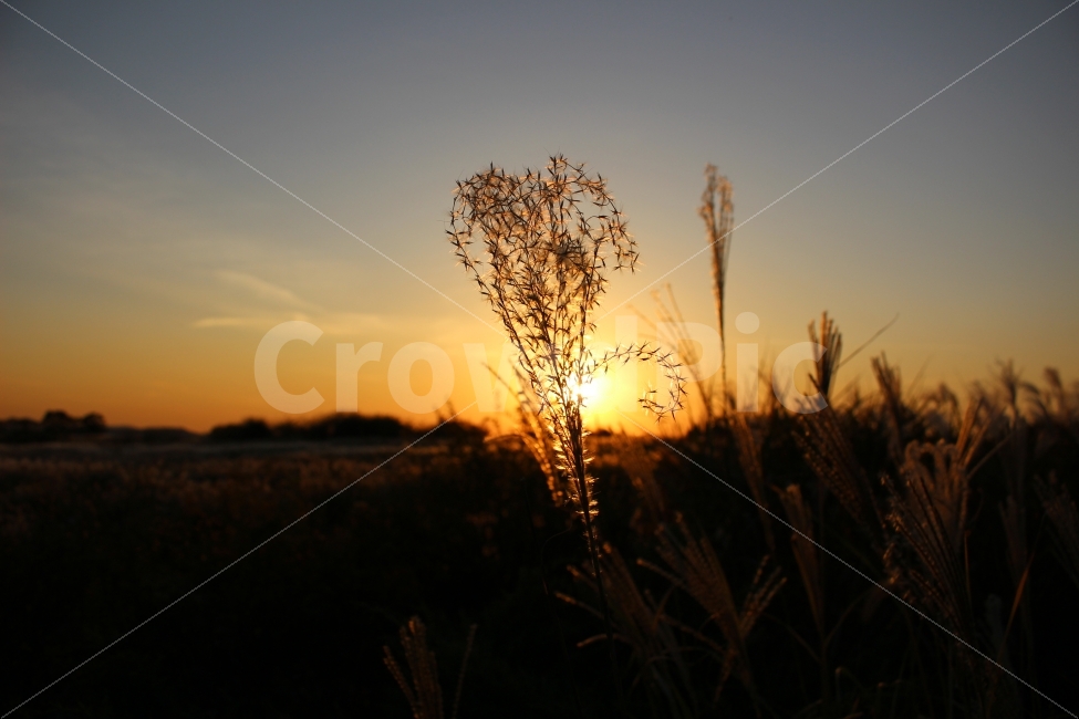 가을,일몰,석양,풍경,자연,억새,억새풀,하늘,색감,자연,풍경,nature,landscape,식물,plants,감성,sensible,feeling,outdoors,옥외,flare,플레어,light,빛,sky,dawn,새벽,sunset,red sky,붉은 하늘,dusk,황혼