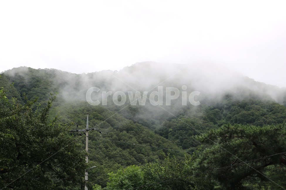 산,안개,나무,전봇대,자연,풍경,mountain,fog,tree,nature,scenery,yama,kiri,ki,자연,풍경,nature,landscape,weather,날씨,outdoors,옥외