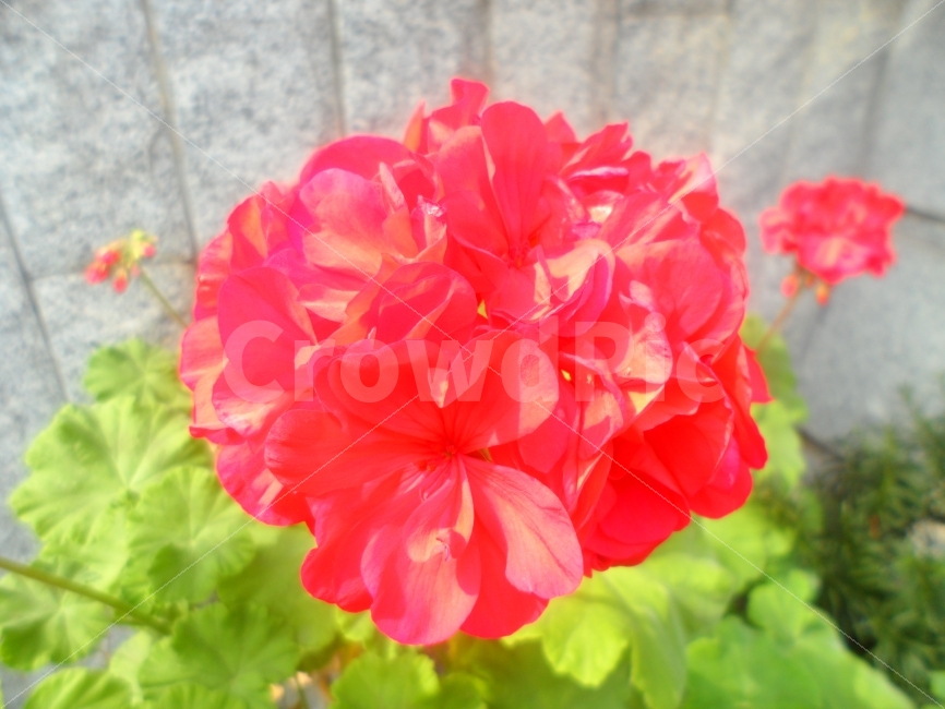 꽃,붉다,열정,가을을읽다,식물,식물,자연,plants,nature,꽃,flower