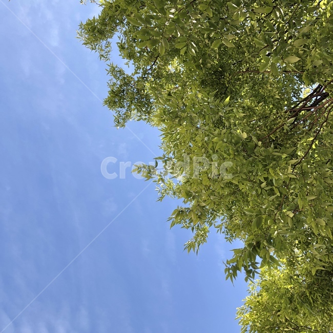 하늘,sky,나무,tree,cloud,구름,여름,가을