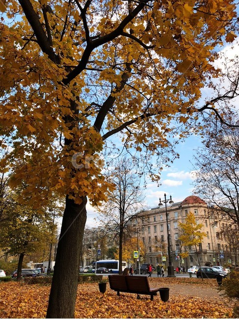 나무,가을,tree,autumn,plant
