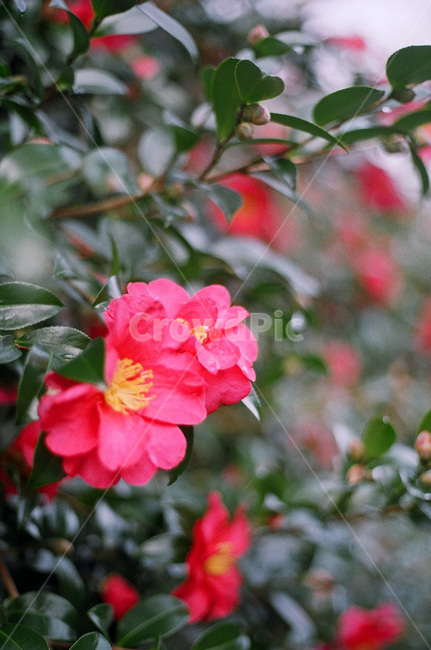 꽃,동백,동백꽃,겨울꽃,분홍,flower,camellia,pink,pinkflower,식물,자연,plants,nature,꽃,flower