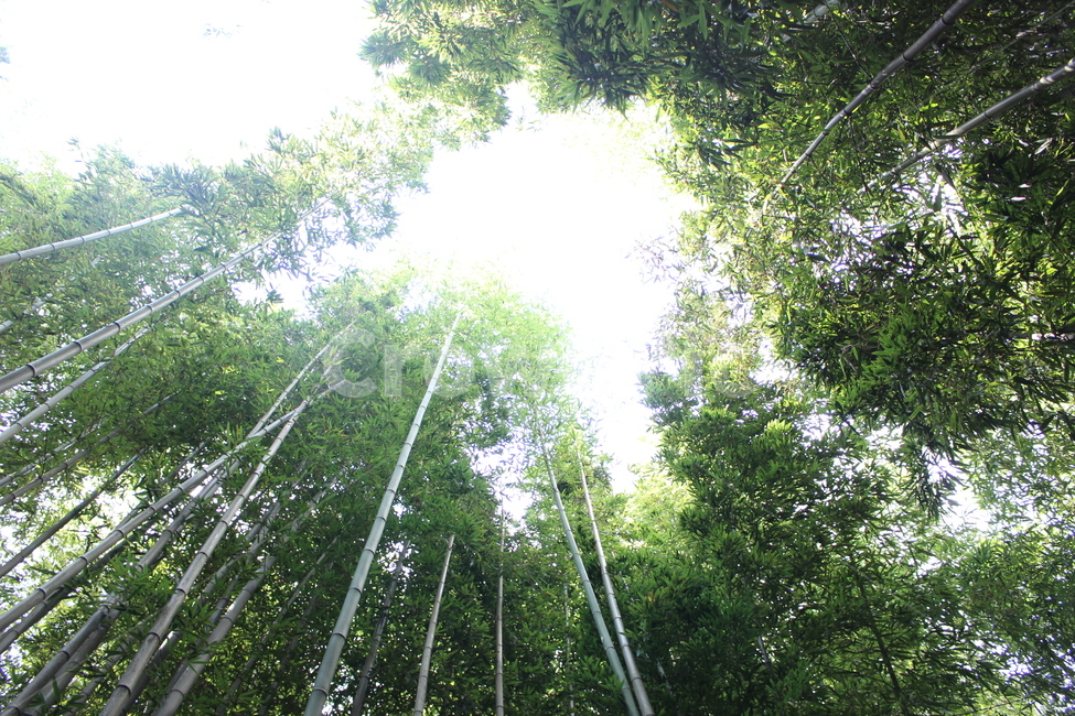 대나무,나무,담양,하늘,초록,자연,풍경,nature,landscape