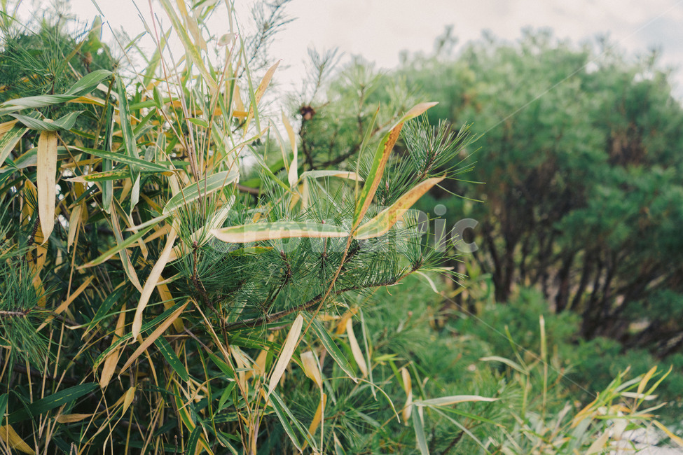 풀,초록,자연,나무,tree,green,식물,자연,plants,nature