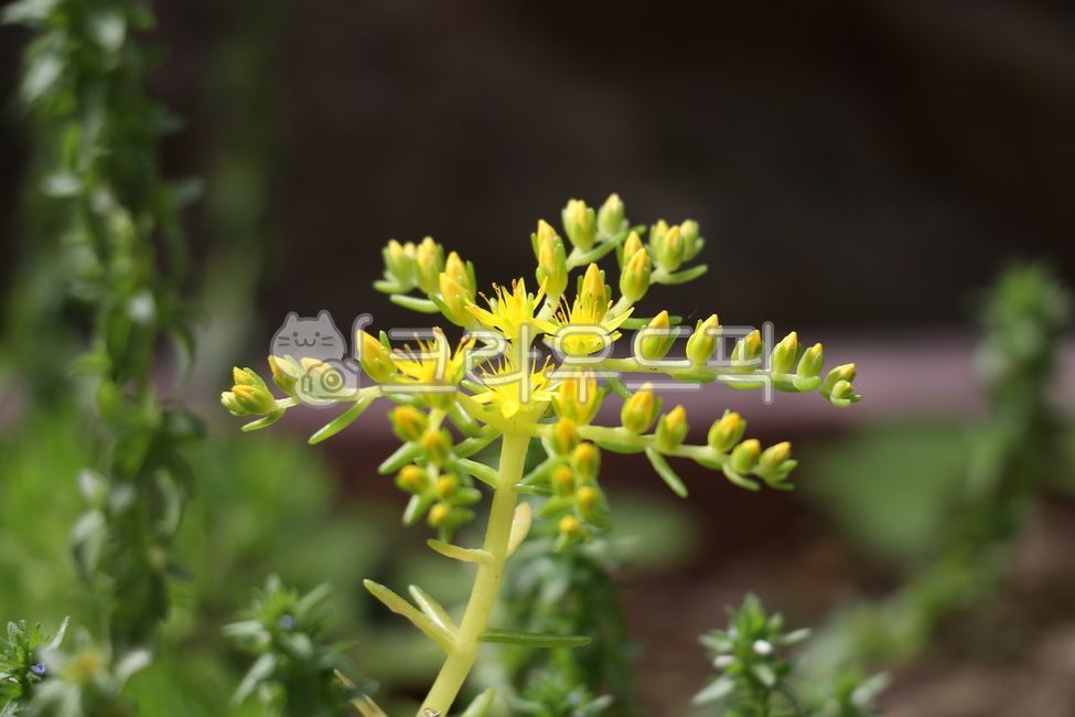 flower,꽃,미나리과,돈나물,꽃잎,봄꽃