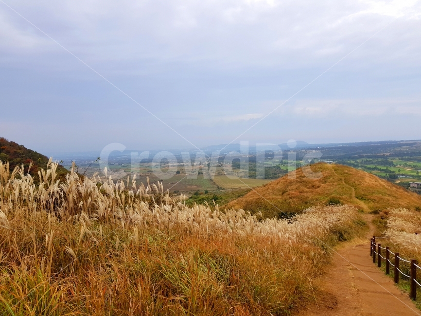제주,jeju,제주도,jejudo,여행,풍경,landscape,오름,갈대,억새,새별오름,가을,계절,fall,autumn,season,자연,풍경,nature,landscape,한국자연풍경,한국자연경관,korea nature landscape,제주도,jeju,jeju island,grass,잔디,plant,식물