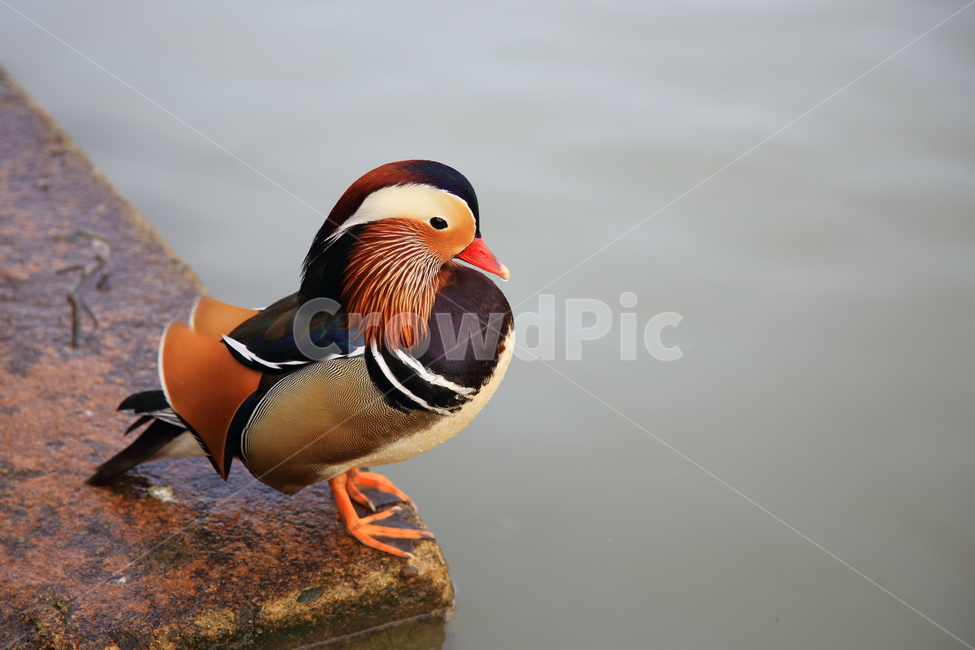 원앙,조류,새,자연,풍경,철새,동물,animal,조류,새,birds