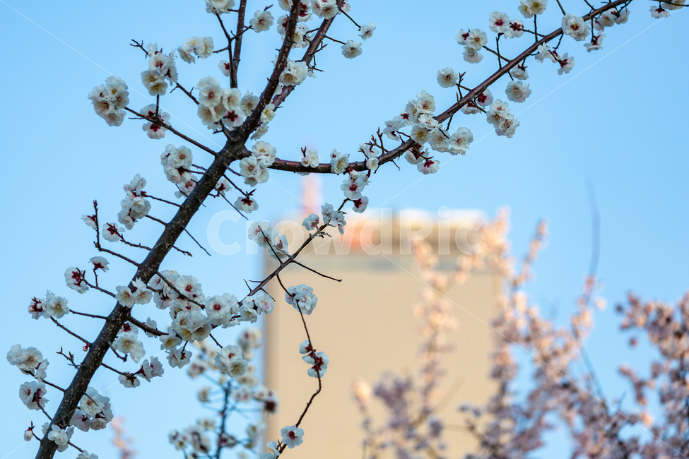 봄,꽃,여의도,나들이,여유,봄,계절,spring,season,plant,식물,flower,blossom