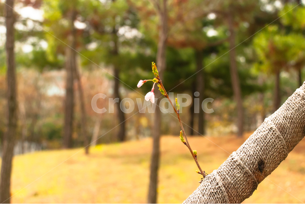 봄,벚꽃,꽃,배경,자연,풍경,하늘,나무,공원,cherryblossoms,식물,벚나무,매화,계절,축제,조경,나뭇가지,시골,경치,화사한,핑크,향기,분홍,맑음,spring,season,flower,생화,만개,만발,봄,계절,spring,season,식물,자연,plants,nature,꽃,flower,tree,plant,tree trunk,나무 줄기
