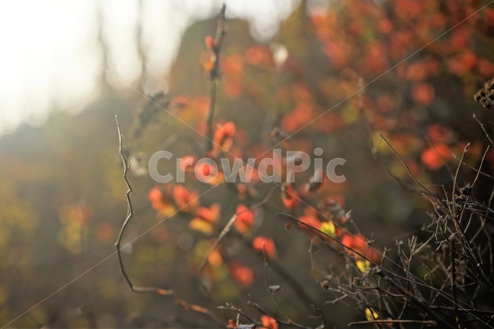 역광,봄,나무,붉은잎,계절,season,spring,backlight,red,tree,plant,식물,자연,plants,nature