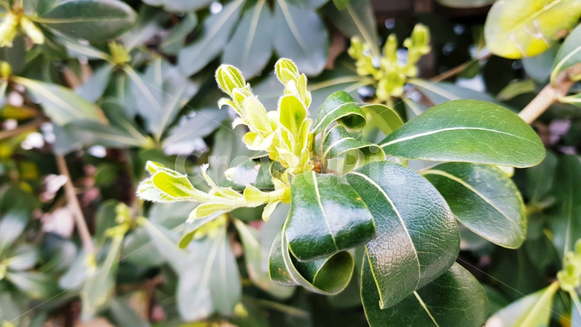 새싹,나무새잎,새잎,나무,풀잎,식물,자연,plants,nature