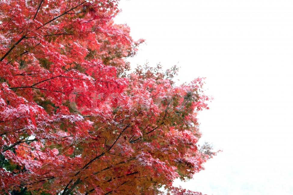 가을,단풍,빨강색,나무,석파정,문화재,가을,계절,fall,autumn,season,식물,자연,plants,nature,나무,trees,wood,leaf,잎,plant,tree,maple