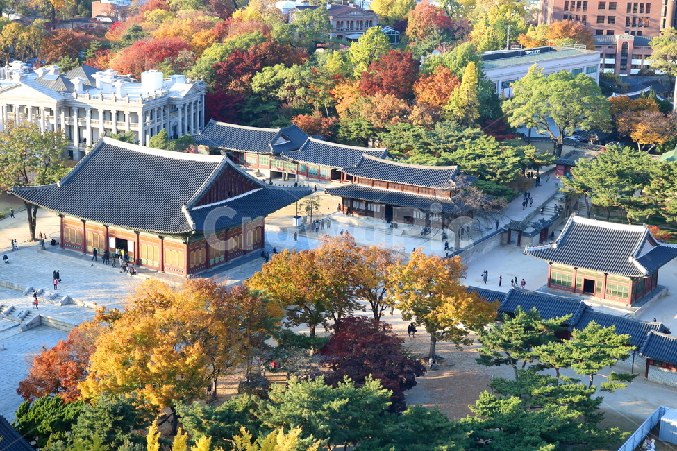 덕수궁,궁,문화재,과거,기와집,옛날집,단풍,단풍나무,나무,가을,자연,풍경,덕수궁전망대,전망대,가을,계절,fall,autumn,season,한국전통,한국문화,korean traditional,korean culture,랜드마크,landmark,tourist attraction,한국랜드마크,한국관광지,한국명소,korea landmark,korea tourist attraction,nature,outdoors,옥외,landscape,경치,scenery