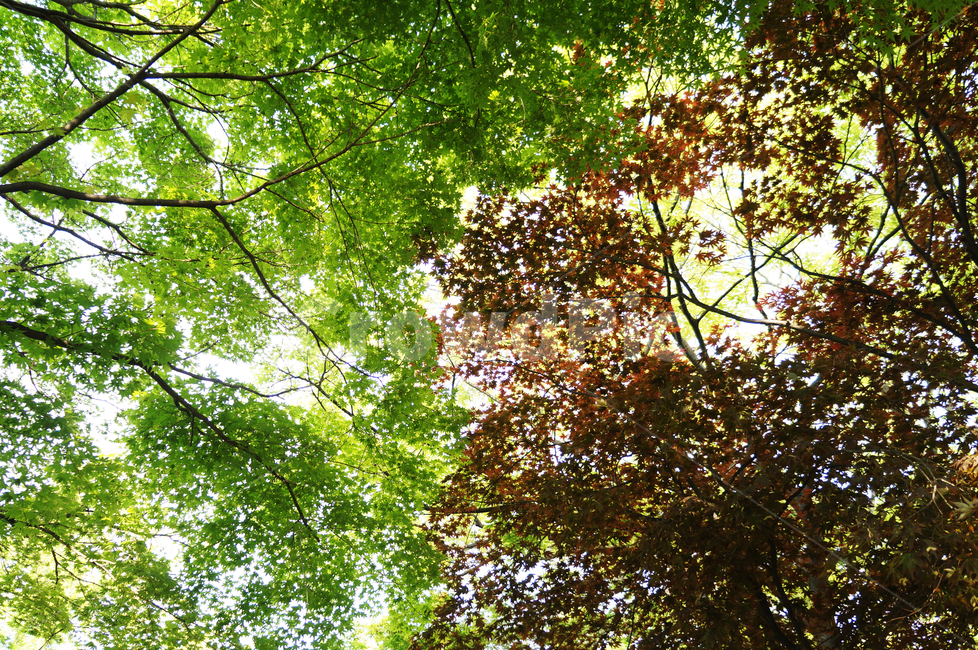 공원,나무,녹색,단풍,식물,plants,park,자연,탑,풍경,인천,초록,자연,풍경,nature,landscape,tree,plant,vegetation,초목,leaf,잎