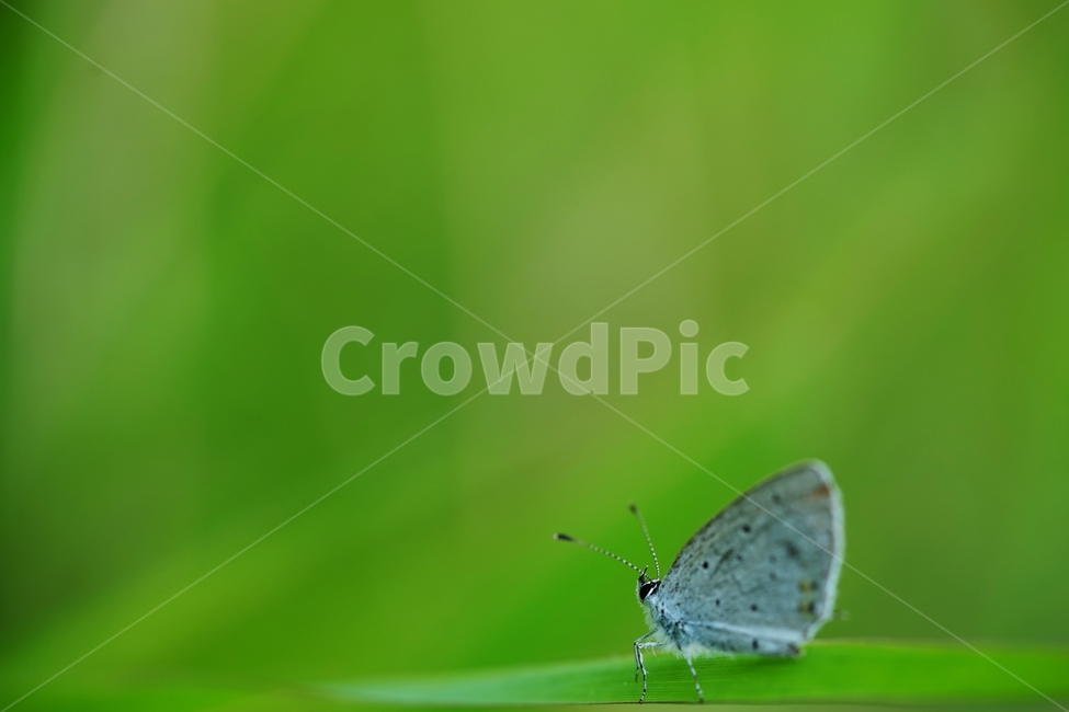 나비,흰나비,한국나비,우리나라나비,흰나방,동물,animal,곤충,벌레,insect,bug