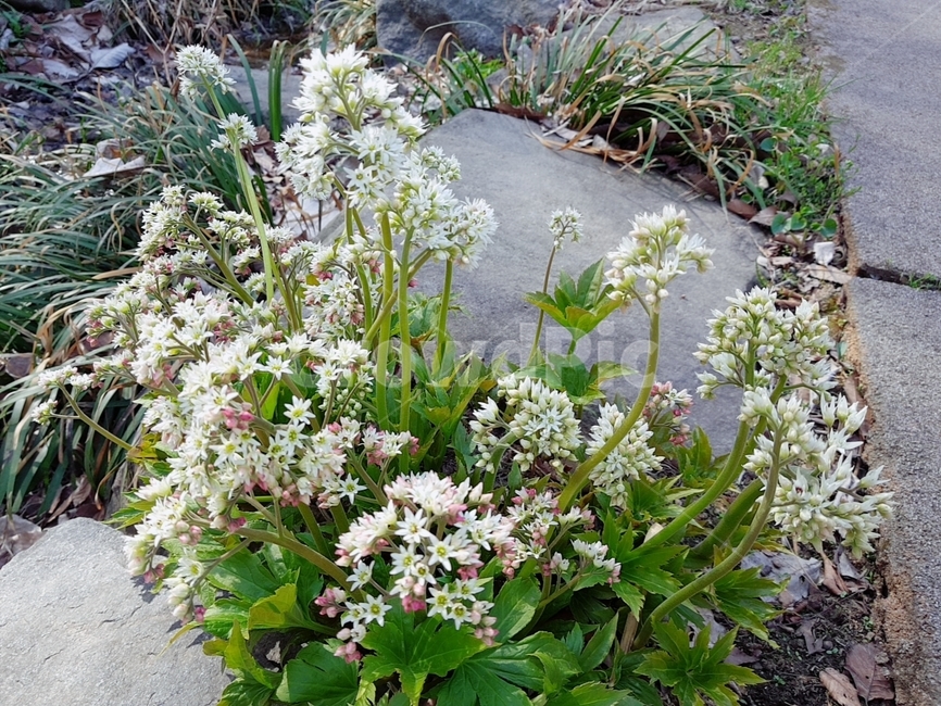 봄,spring,공원,산책,산책로,들꽃,돌,풀
