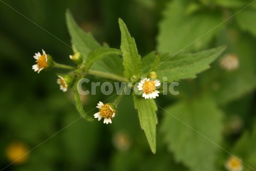 쇠별꽃,식물,flower,plants,nature,꽃,식물,자연,plants,nature,꽃,flower