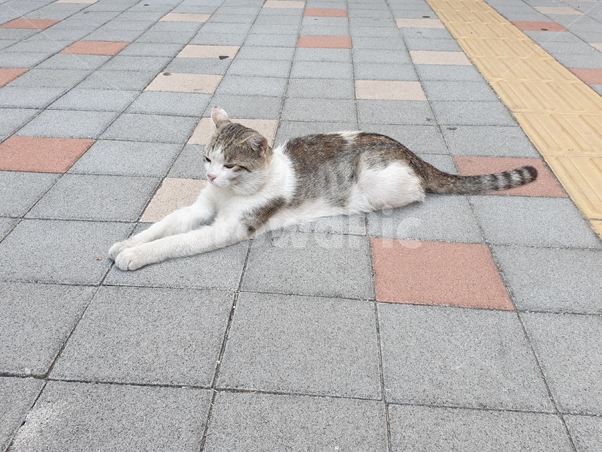 길양이,길냥이,고양이,cat,load,길고양이,동물,animal,포유류,mammal,고양이,cat,kitten,kitty