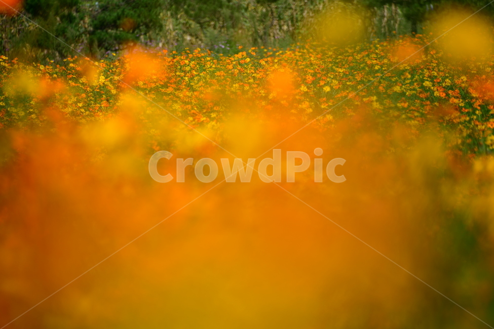 노랑,노란소스모스,가을,자연,코스모스,금계국,flower,plant,꽃,식물,자연,plants,nature,꽃,flower