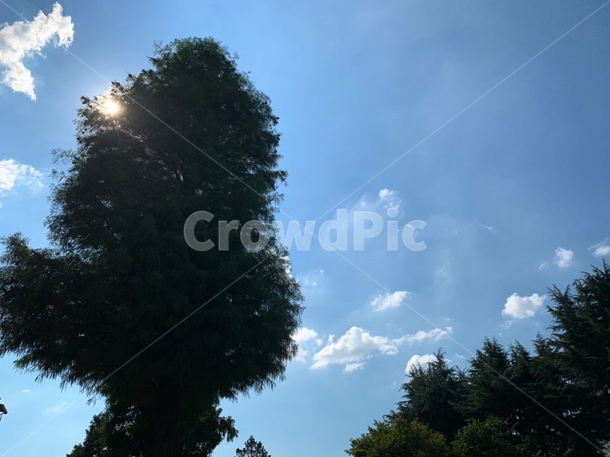 풍경,감성,배경,하늘,scenery,맑은하늘,나무,tree,skyview