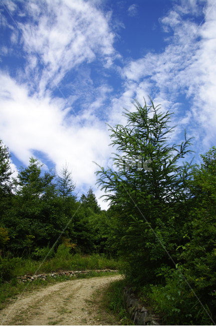 하늘,구름,나무,풍경,식물,길,자연,풍경,nature,landscape,tree,plant,fir,전나무