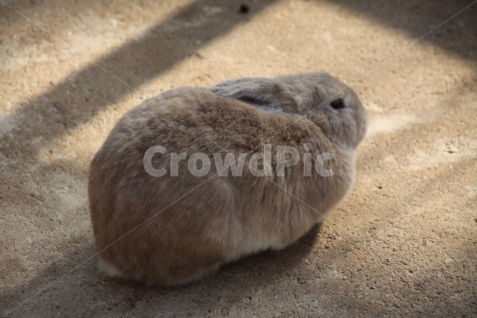토끼,동물,포유동물,동물원,rabbit,동물,animal,포유류,mammal
