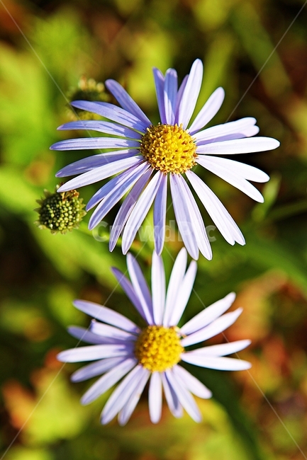 국화,꽃,꽃잎,가을꽃,가을,식물,자연,공원,식물,자연,plants,nature,꽃,flower