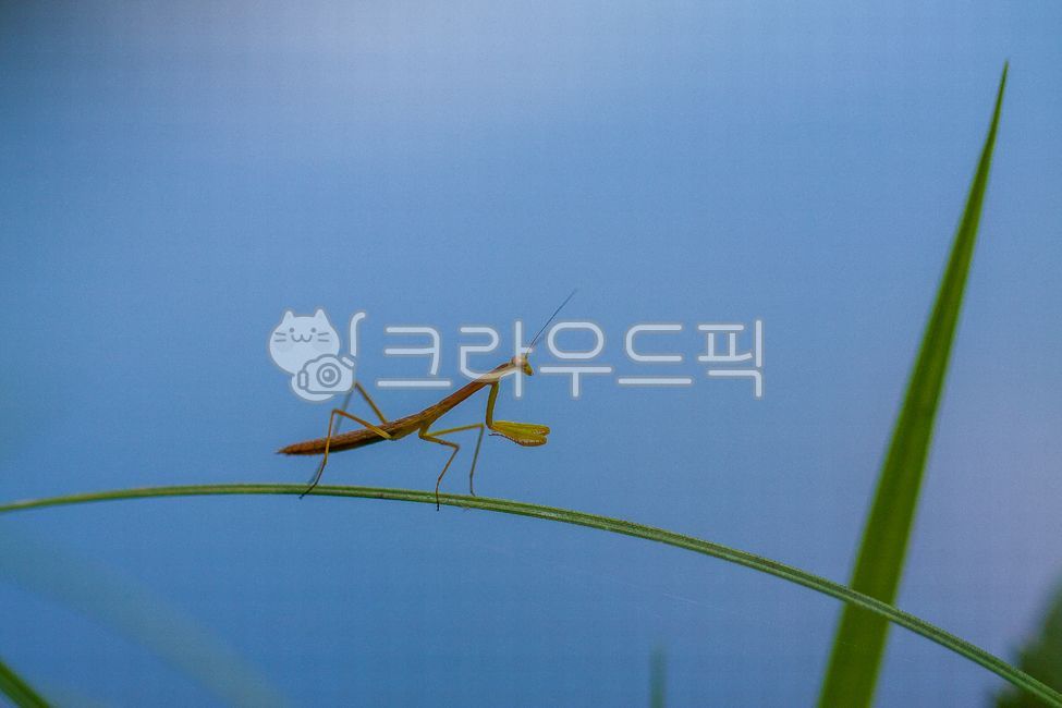 Cracket Insect,bug,insect,animal,invertebrates,mantis