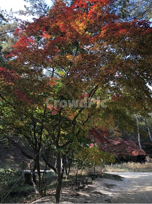 가을,단풍,낙엽,나무,tree,가을,계절,fall,autumn,season