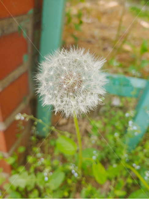 민들레,민들레홀씨,홀씨,민들레씨,dandelion,spore,식물,자연,plants,nature,꽃,flower
