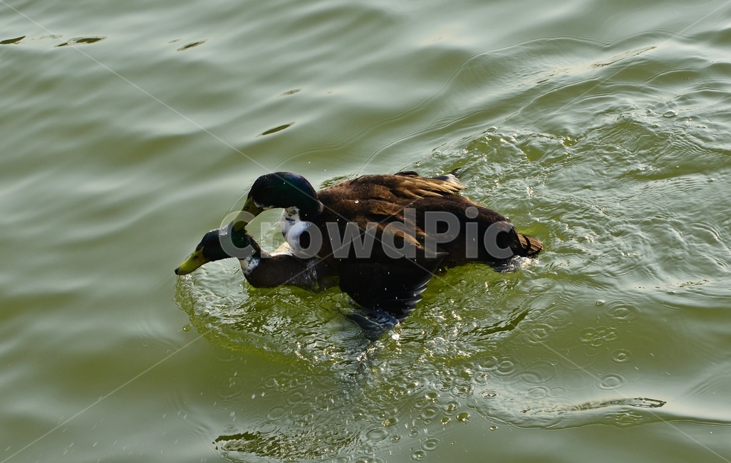 animal,동물,bird,새,duck,오리,mallard,청둥오리,waterfowl,물새,짝짓기,동물,animal,조류,새,birds