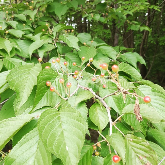 나무,열매,자연,landscape,plants,tree,식물,자연,plants,nature,과일,열매,fruit