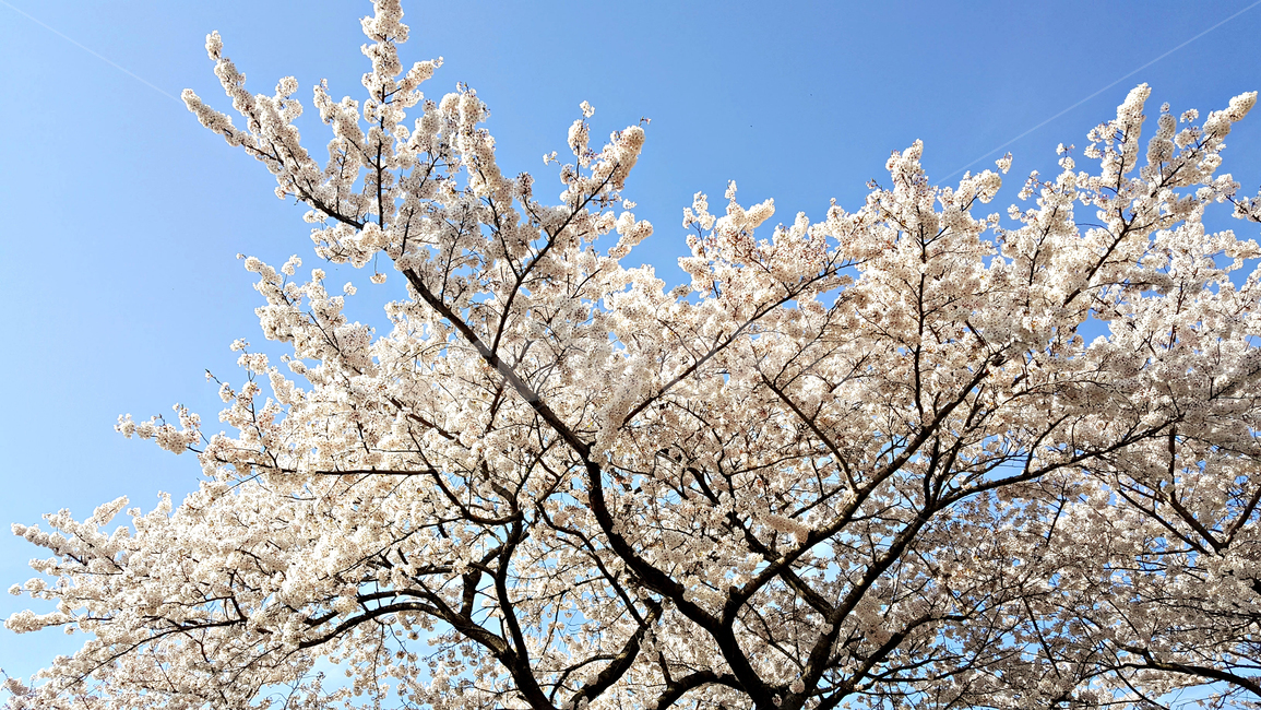 꽃,blossom,cherryblossom,식물,plant,벚꽃,벚나무