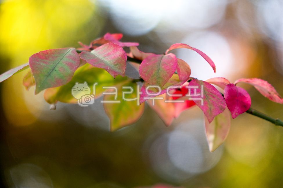 화살나무,단풍,가을,홋잎나무,참빗나무,참빗살나무,챔빗나무