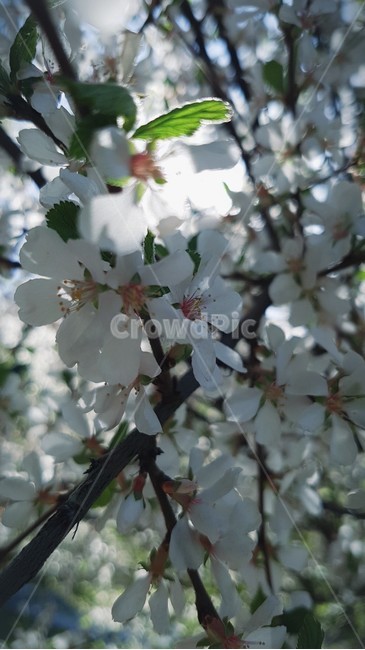꽃,계절,식물,나무,봄,봄,계절,spring,season,plant,flower,blossom